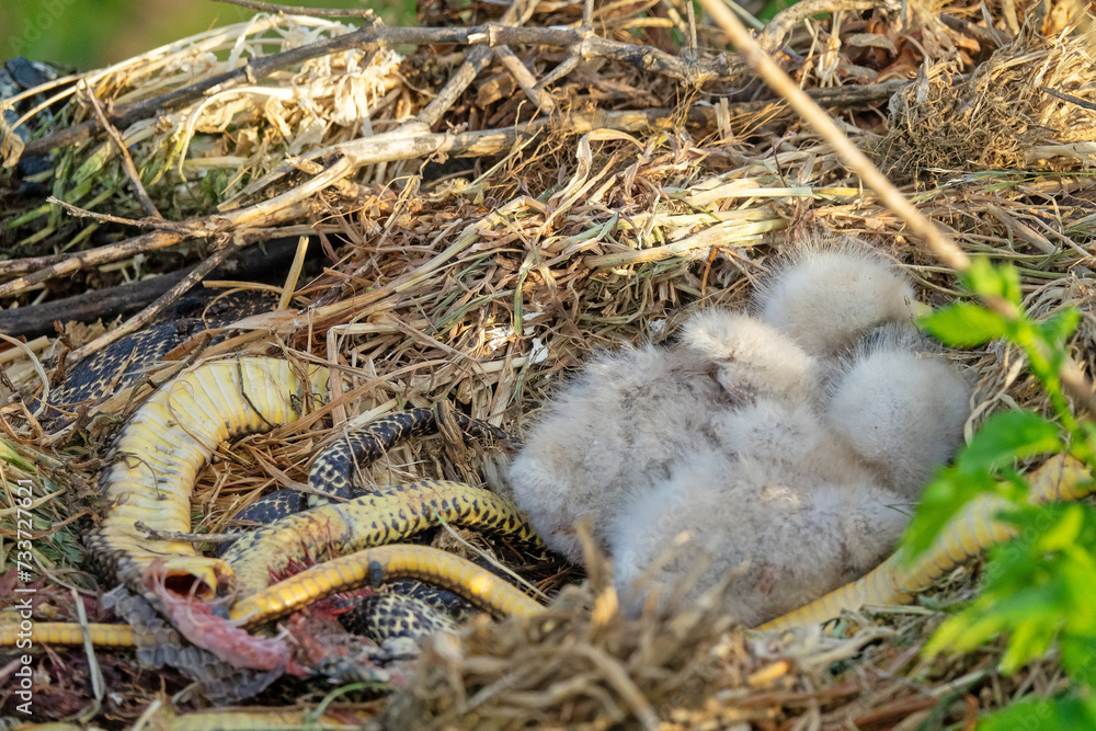Obraz premium Long-legged buzzard (Buteo rufinus) nestlings are 5 days old, elder's eyes are open. Parents brought Balkan snake (Coluber jugularis) as food, feed chicks by tearing off small pieces of snake muscles
