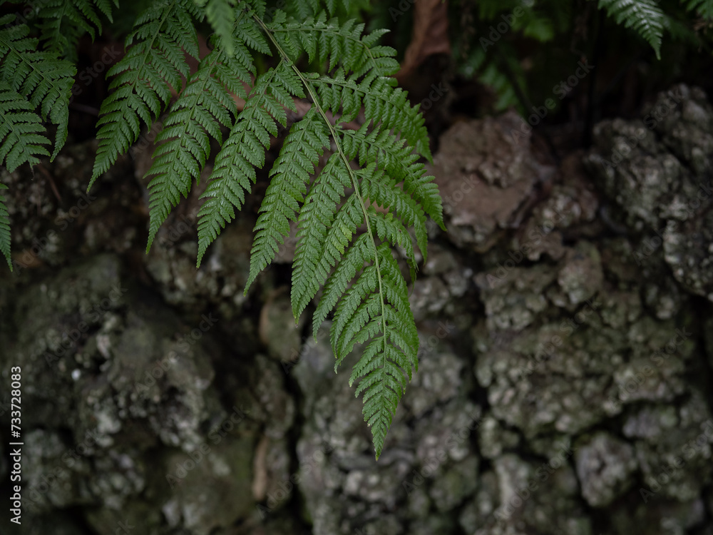 Tree fern branches in the forest Tree fern branches in the forest