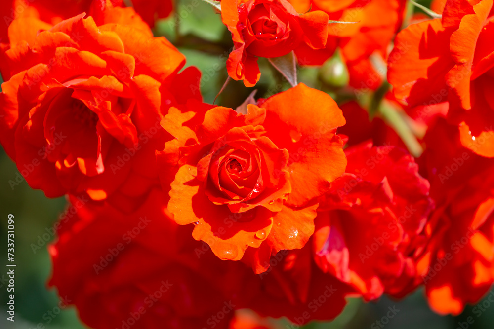 Fototapeta premium Blooming red rose close up