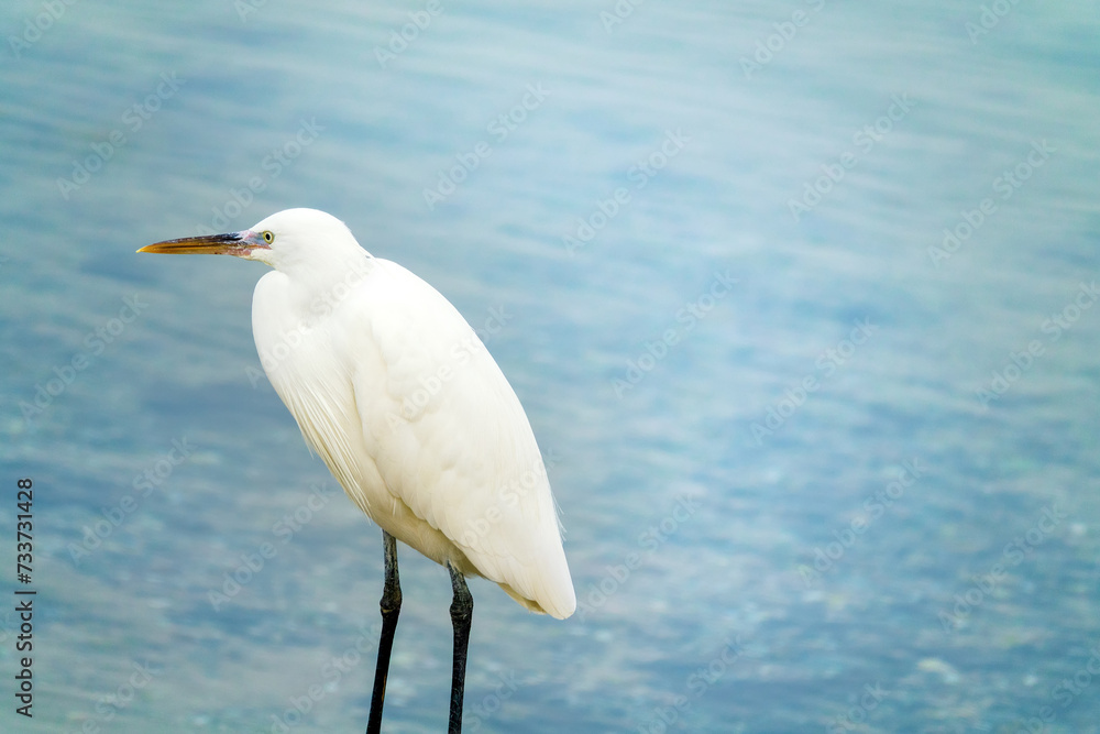 The buff-backed heron (Bubulcus ibis) feeds, collects insects on the lawns of the city. Dubai The buff-backed heron (Bubulcus ibis) feeds, collects insects on the lawns of the city. Dubai