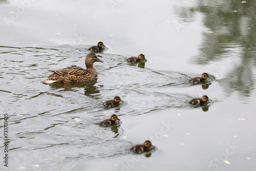 Mother duck with her ducklings