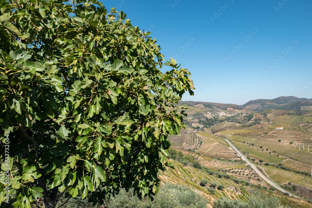 Uma figueira no alto da montanha, com uma zona rural com algumas vinhas e uma estrada asfaltada a meio ao fundo em Portugal