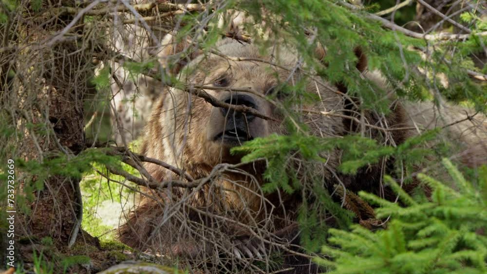 A brown bear is looking for food in the forest.
A brown bear is looking for food in the forest.