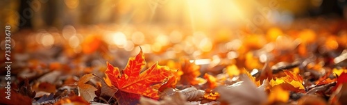 Autumn fall background . Banner
