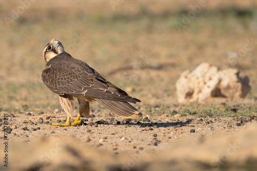 Lanner falcon - Falco biarmicus  on brown ground watching sky. Photo from Kgalagadi Transfrontier Park in South Africa