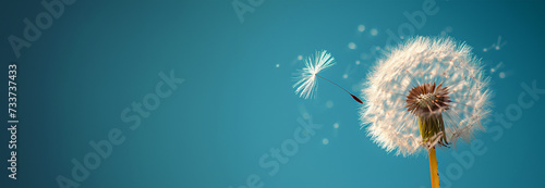 Banner Dandelion on light blue background copy space. Minimalism spring background. Dandelion seeds flying in the blue sky. Useful for spring themes or serenity, joy, freshness concepts. Space for photo