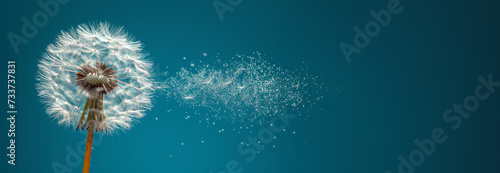 Banner Dandelion on light blue background copy space. Minimalism spring background. Dandelion seeds flying in the blue sky. Useful for spring themes or serenity, joy, freshness concepts. Space for photo