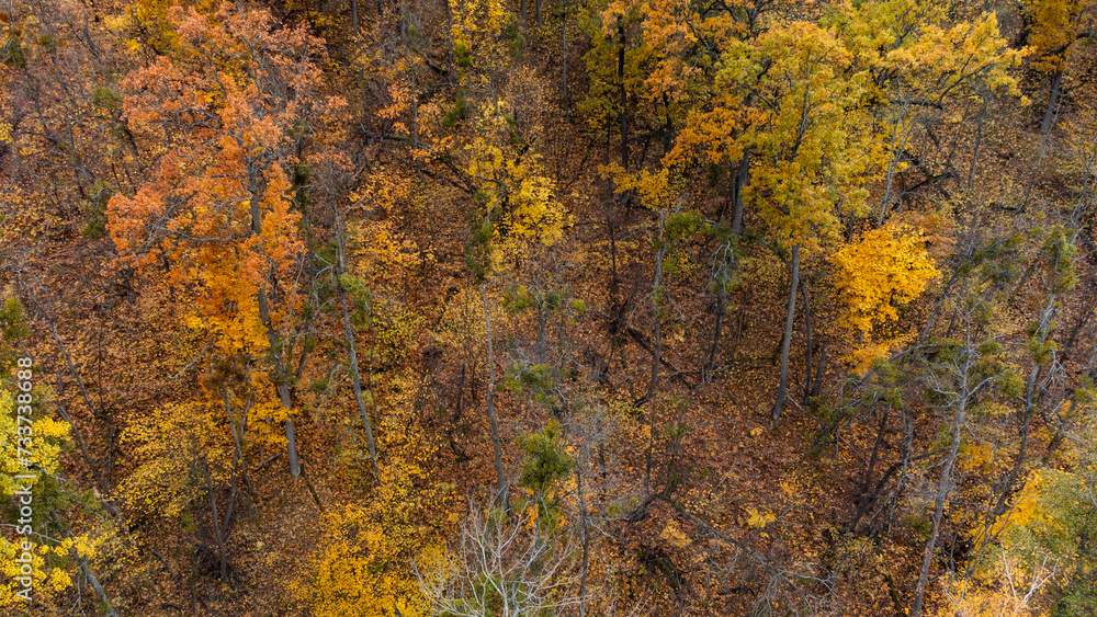 Autumn aerial look down view on golden trees. Autumnal vibrant forest scenery
