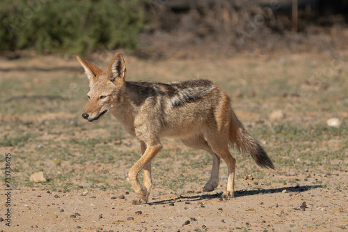 Black-backed jackal, silver-backed jackal - Lupulella mesomelas going on ground. Photo from Kgalagadi Transfrontier Park in South Africa. © PIOTR