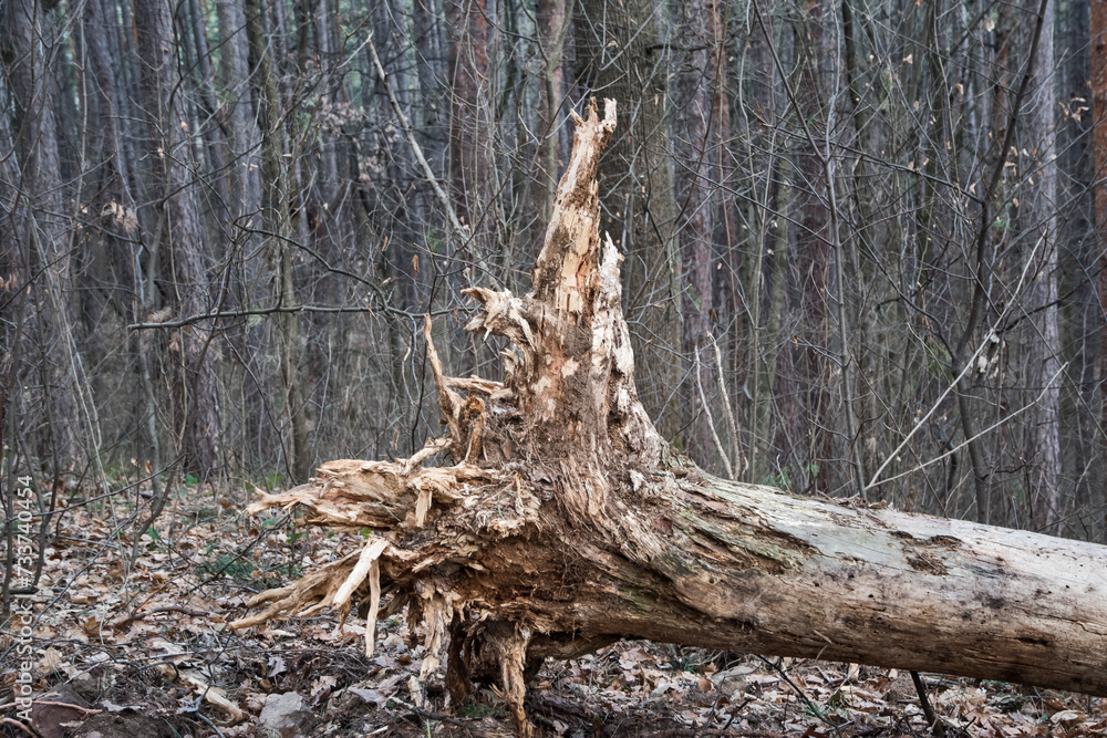 Fallen dry and rotten tree in forest Fallen dry and rotten tree in forest