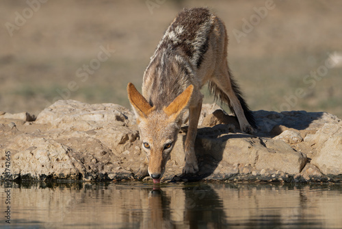 Black-backed jackal, silver-backed jackal - Lupulella mesomelas drinking water from waterhole. Photo from Kgalagadi Transfrontier Park in South Africa.	 photo