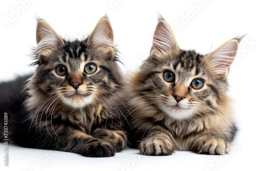 Two Maine Coon cats lying next to each other on a white background and looking at the camera