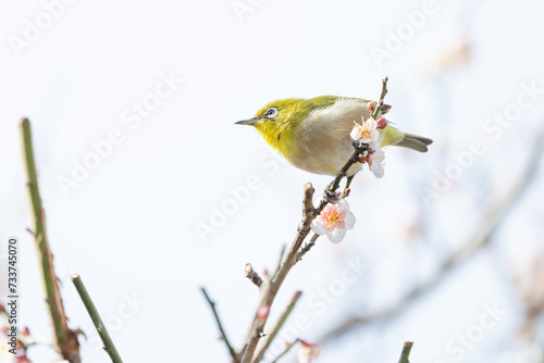 梅とメジロ　梅の枝にとまる目白