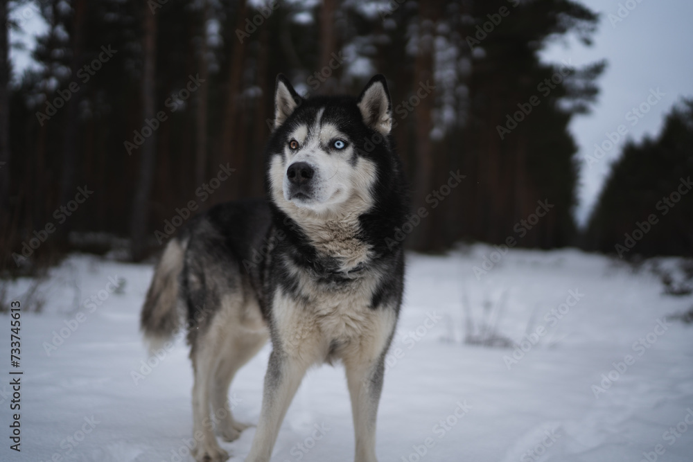 Husky dog ​​with multi colored eyes in a winter forest.
