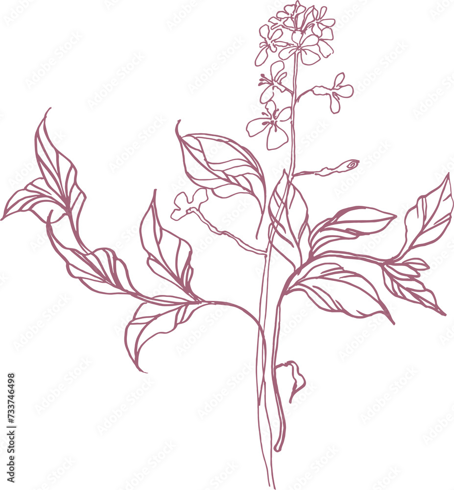 Fototapeta premium Bouquet (composition) of tropical botanical and plant elements (silhouettes, linear drawings) on a transparent background (PNG file)