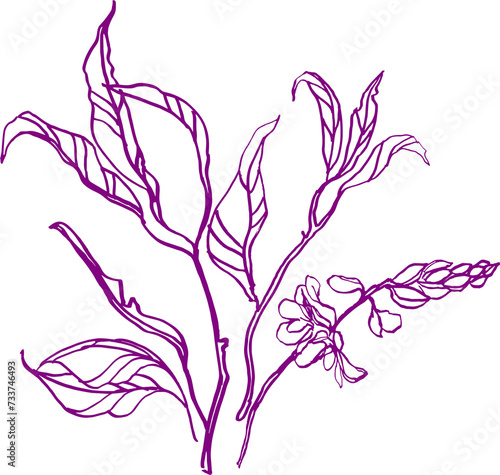 Bouquet  composition  of tropical botanical and plant elements  silhouettes  linear drawings  on a transparent background  PNG file 