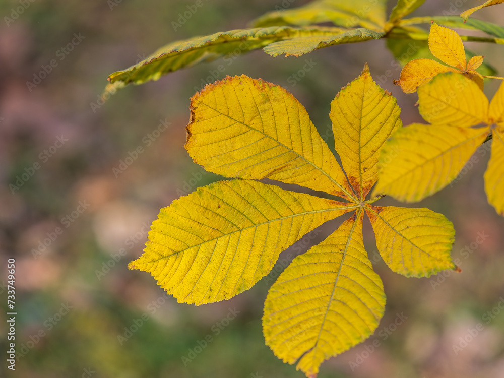 Yellow Horse chestnut leaves in autumn Yellow Horse chestnut leaves in autumn