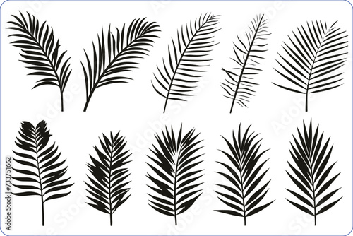 Beautiful Palm Tree Leaf Silhouette, Palm Leaf Vector, Black palm leaves isolated on white background 