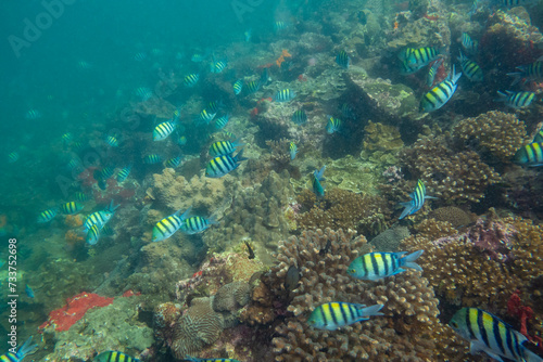 Sergeant major Damsel fish in silty water off the coast of Musandam, Oman photo