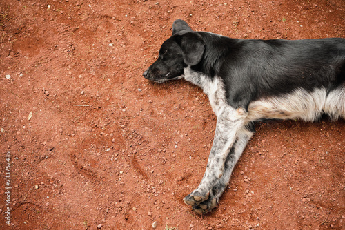 Top view of a homeless young dog sleeping on a park path, caring for urban animals, poster concept photo