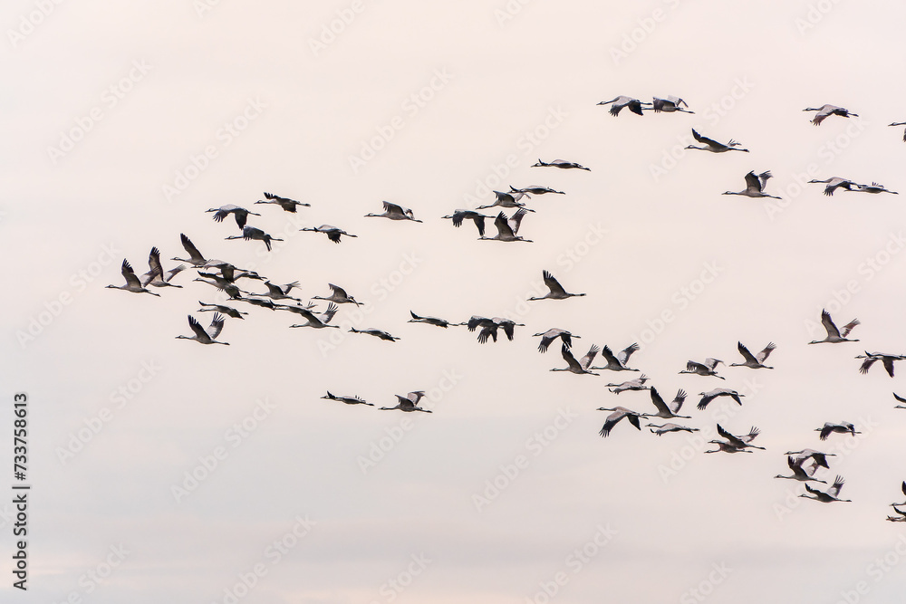 Fototapeta premium Flying cranes flock against blue sky