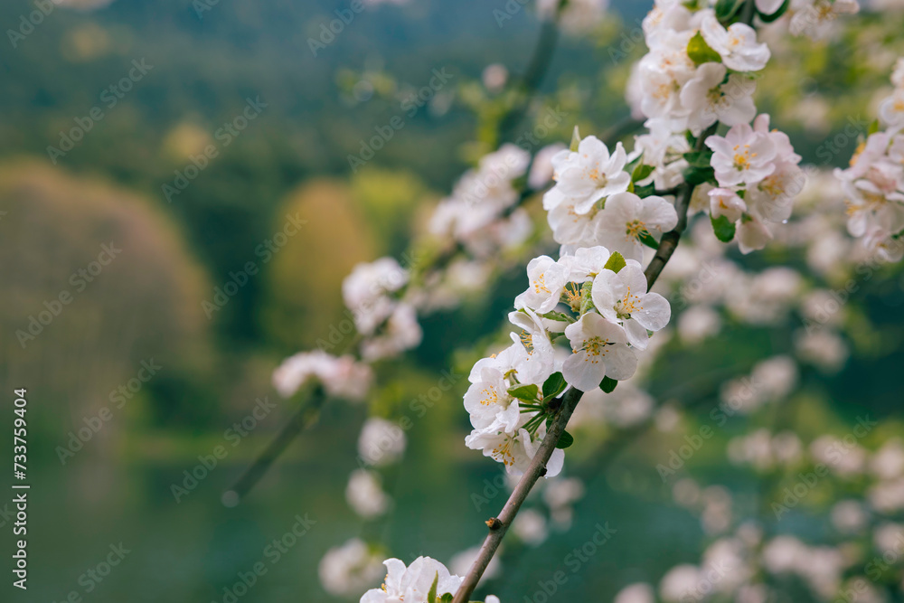 white blossom in focus and forest on the background. white blossom in focus and forest on the background.