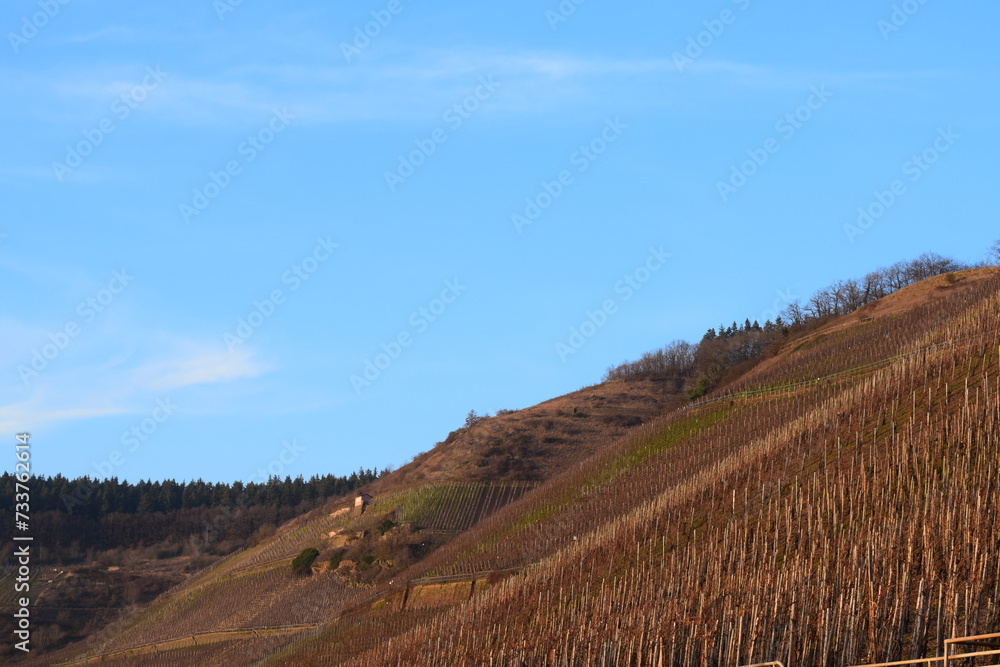 bold vineyards in golden light