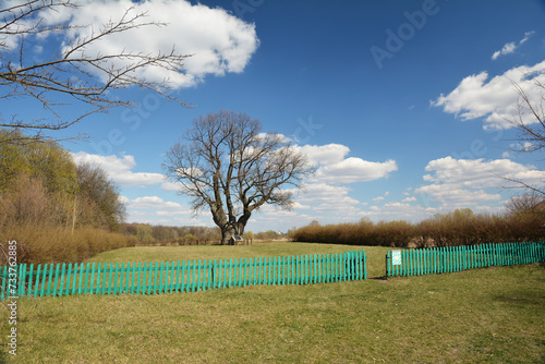 Hundred year old oak tree in village Lypiv Rih, Lipov Rog, Ukraine. photo