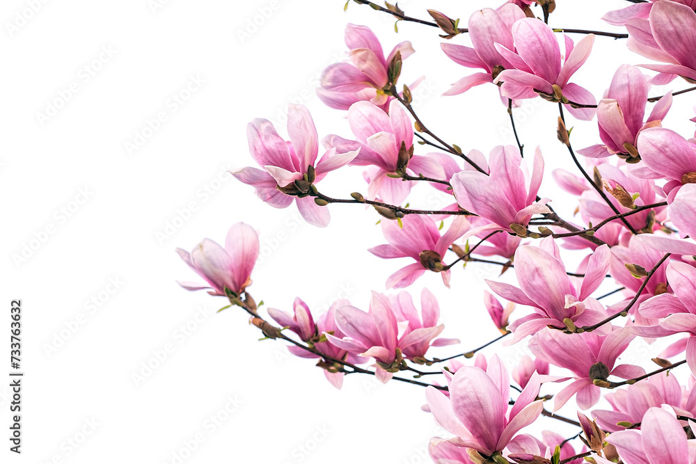 Blooming magnolia tree in spring isolated on white background