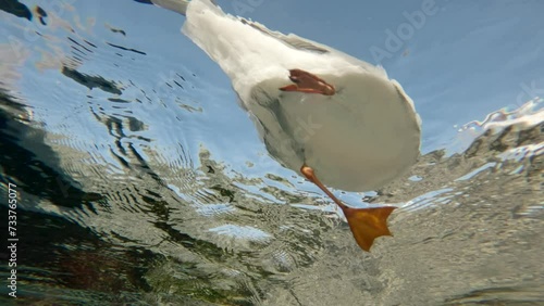 Bottom view, Underwater shot of seagull floating on surface in shallow water, on blue sky background, Slow motion, Close up photo