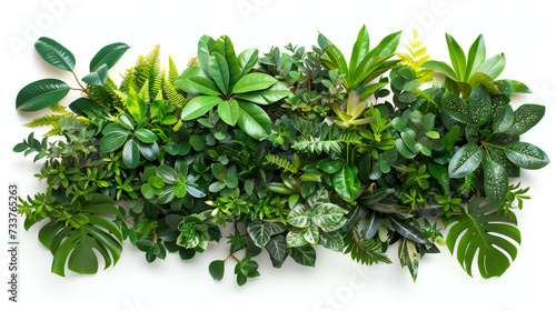 natural green fresh leaves of tropical plants bush floral arrangement indoors  garden nature backdrop isolated on white background. Generation AI