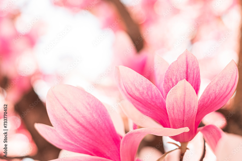 Spring floral background. Beautiful pink magnolia flowers in soft light.