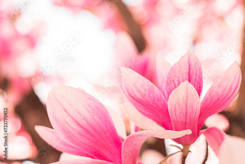 Spring floral background. Beautiful pink magnolia flowers in soft light.