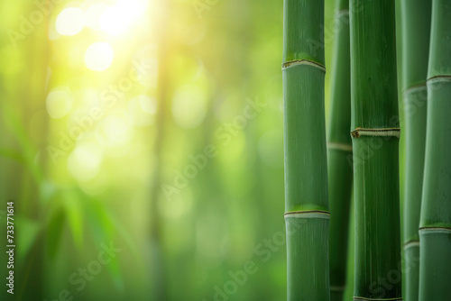 Sunlight Through Bamboo Leaves