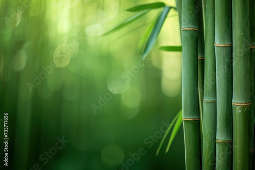 A Bamboo Tree With Green Leaves in the Background