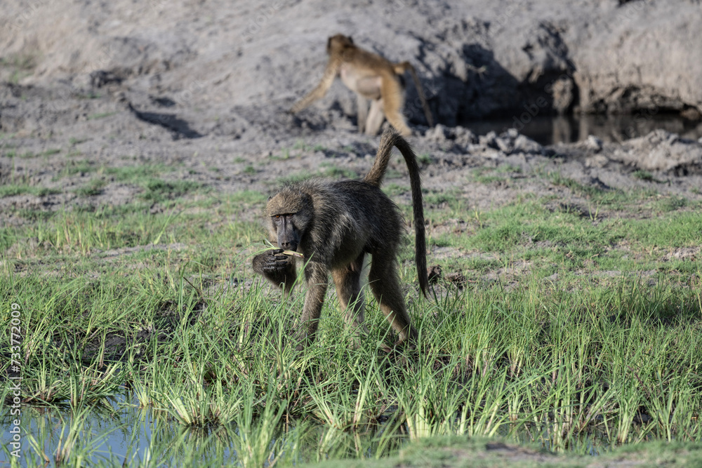 gray monkeys in natural conditions on a sunny day in a park in Zimbabwe gray monkeys in natural conditions on a sunny day in a park in Zimbabwe