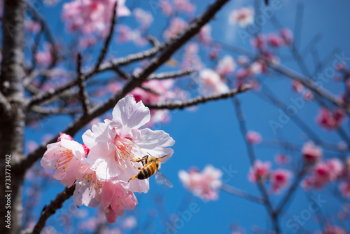 沖縄で咲く寒緋桜の花とミツバチの風景
