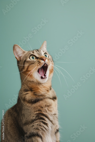 Surprised shocked cat with open mouth and big eyes isolated on flat solid background. © MNStudio