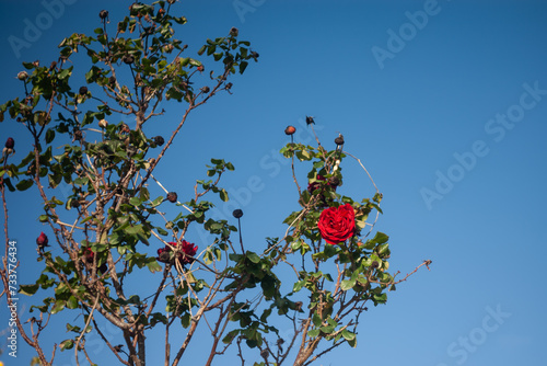 Beautiful red flower with blue sky in the winter.