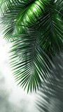 A palm leaves against grey background, in the style of light white and light emerald. Generative AI.