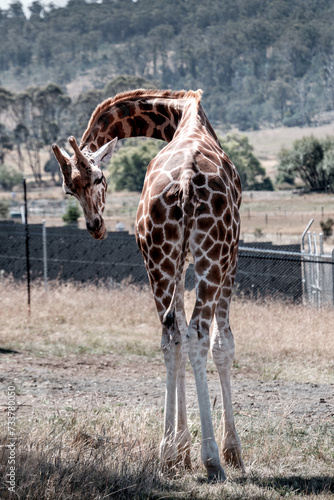 Photography Curious Giraffe Observing the ground in a Zoo Habitat