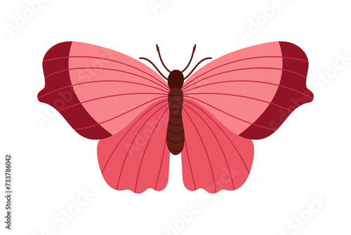 Photography Butterfly flat vector isolated on white background