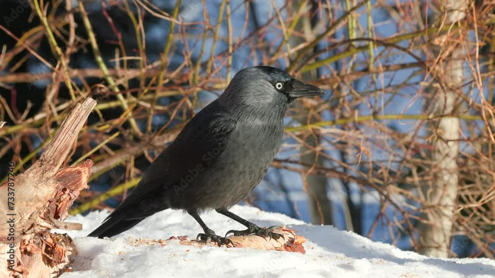 bird crow western jackdaw on ground feeding fly away sunny day natural world norway bird crow western jackdaw on ground feeding fly away sunny day natural world norway