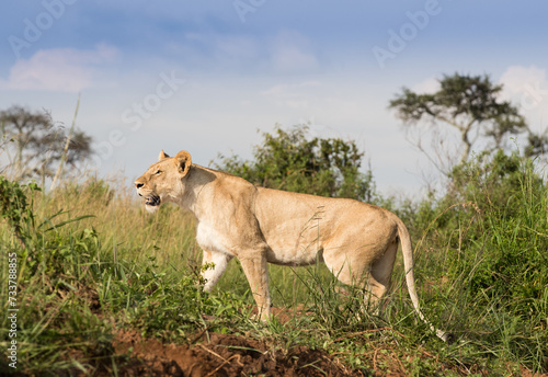 Klan lwic na afrykańskiej sawannie w Masai Mara National Park Kenya © kubikactive