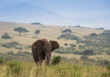 Samotny słoń na sawannie Masai Mara Kenia