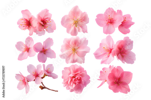 top view pink sakura blooms with petals set isolated on transparent background