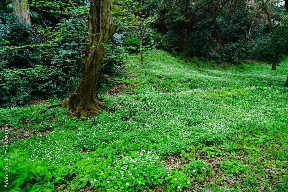 Fototapeta premium ニリンソウ