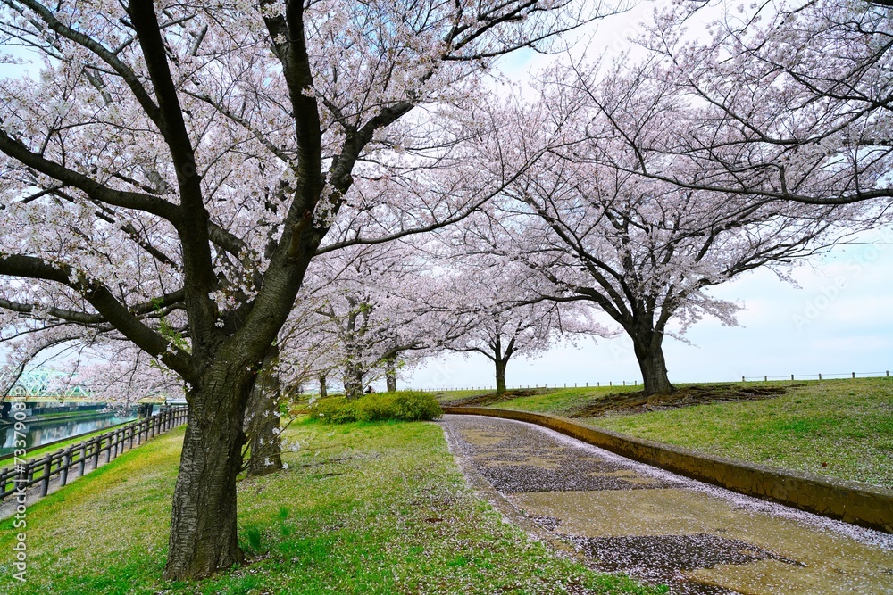 桜並木