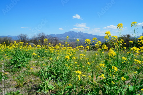 菜の花