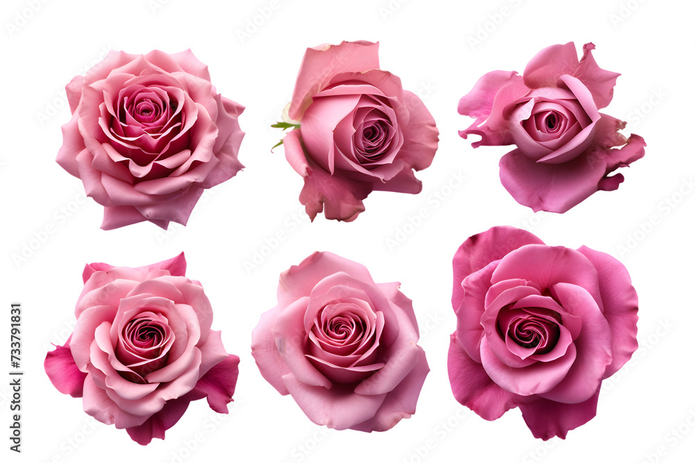 Collection of pink roses flowers isolated on transparent background Collection of pink roses flowers isolated on transparent background